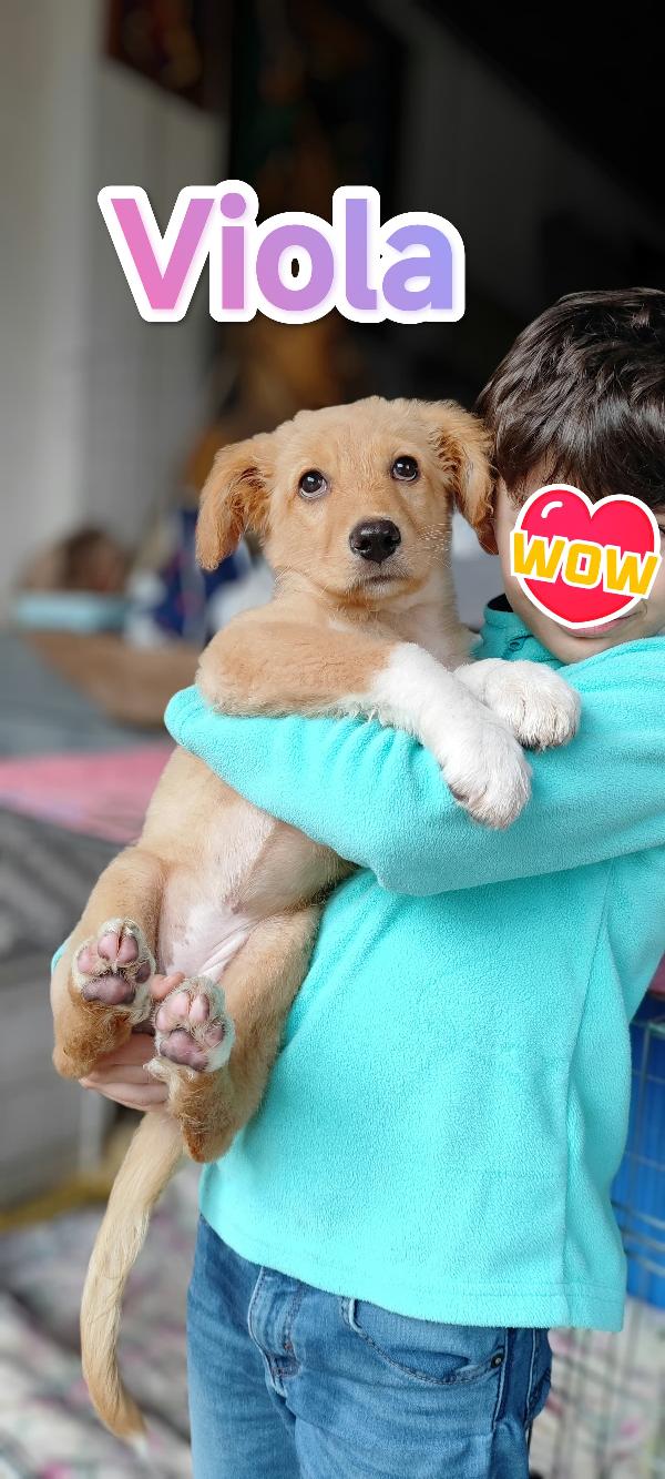 Viola aspetta te.... Foto 9