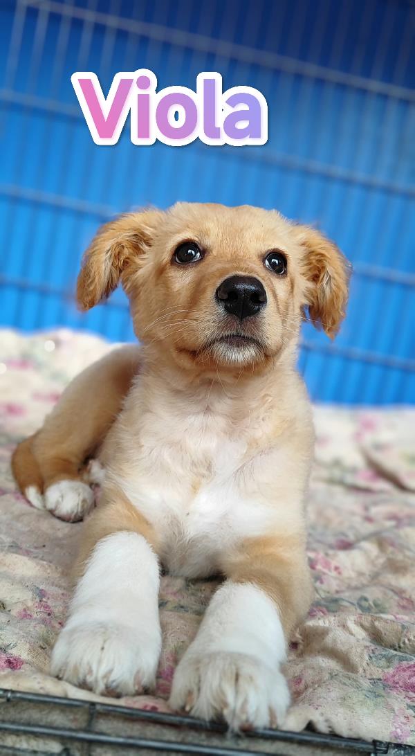 Viola aspetta te.... Foto 10