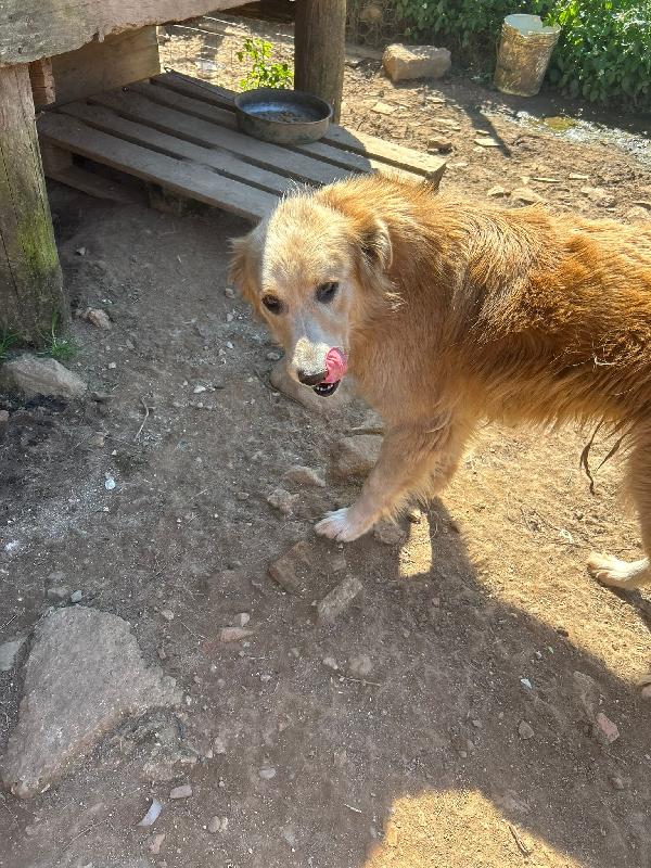 Susy meravigliosa simil Golden cerca casa  Foto 2