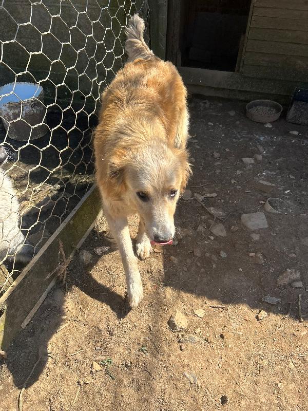 Susy meravigliosa simil Golden cerca casa  Foto 3