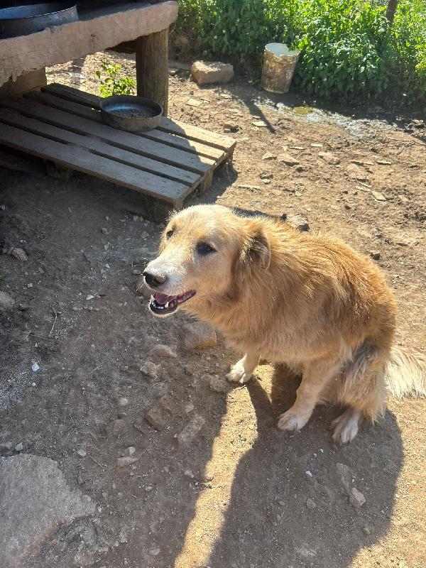 Susy meravigliosa simil Golden cerca casa  Foto 5