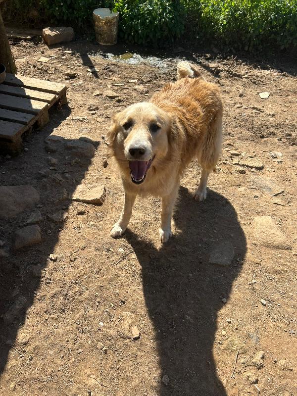 Susy meravigliosa simil Golden cerca casa  Foto 6