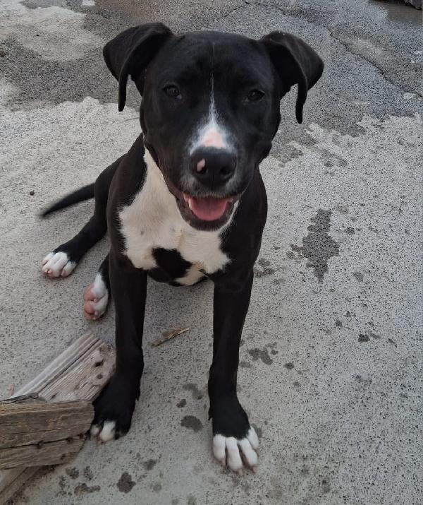 Mirtilla Quasi 6Mesi Mix Molossina Sicilia