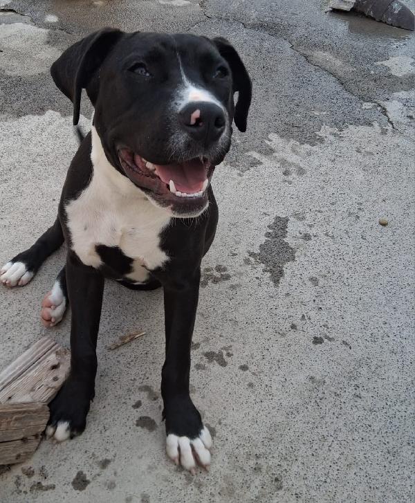 Mirtilla quasi 6mesi mix molossina SICILIA Foto 2