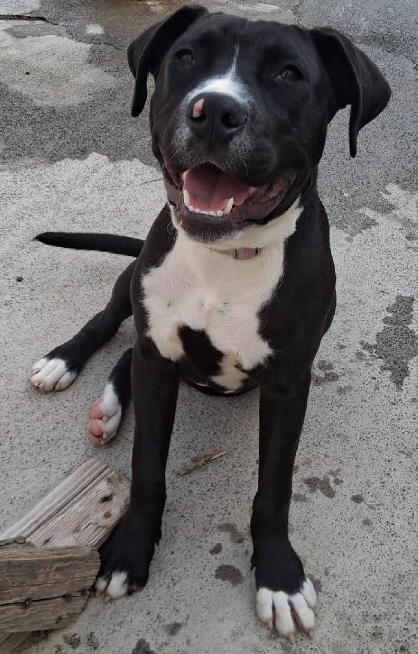 Mirtilla quasi 6mesi mix molossina SICILIA Foto 3