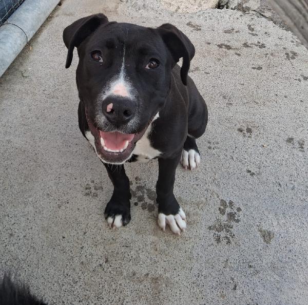 Mirtilla quasi 6mesi mix molossina SICILIA Foto 4