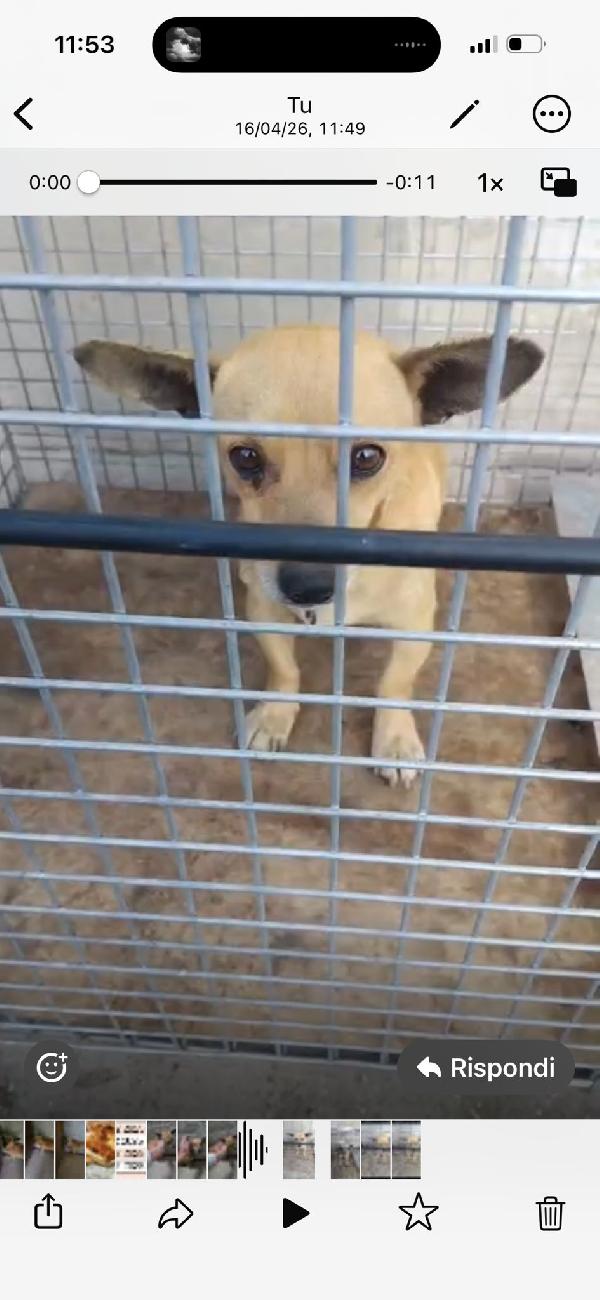 Ida: 4 kg, 1anno Foto 2