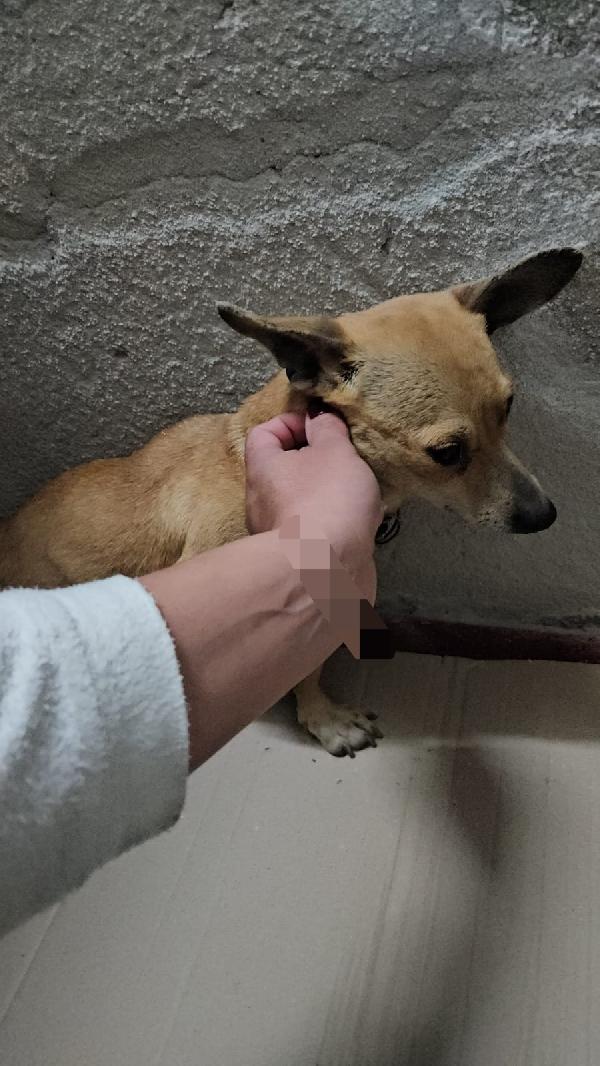 Ida: 4 kg, 1anno Foto 3