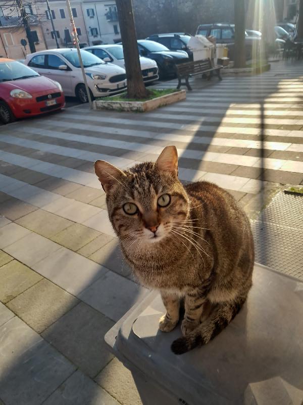 BILLY: MIXIO DI 9 MESI CERCA CON URGENZA FAMIGLIA Foto 2