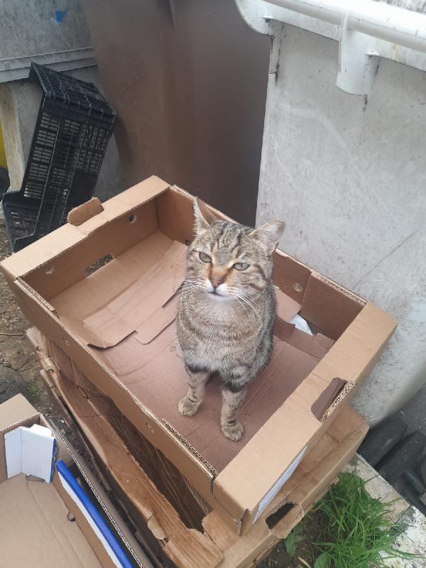 BILLY: MIXIO DI 9 MESI CERCA CON URGENZA FAMIGLIA Foto 3