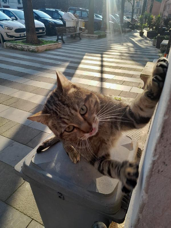 BILLY: MIXIO DI 9 MESI CERCA CON URGENZA FAMIGLIA Foto 4