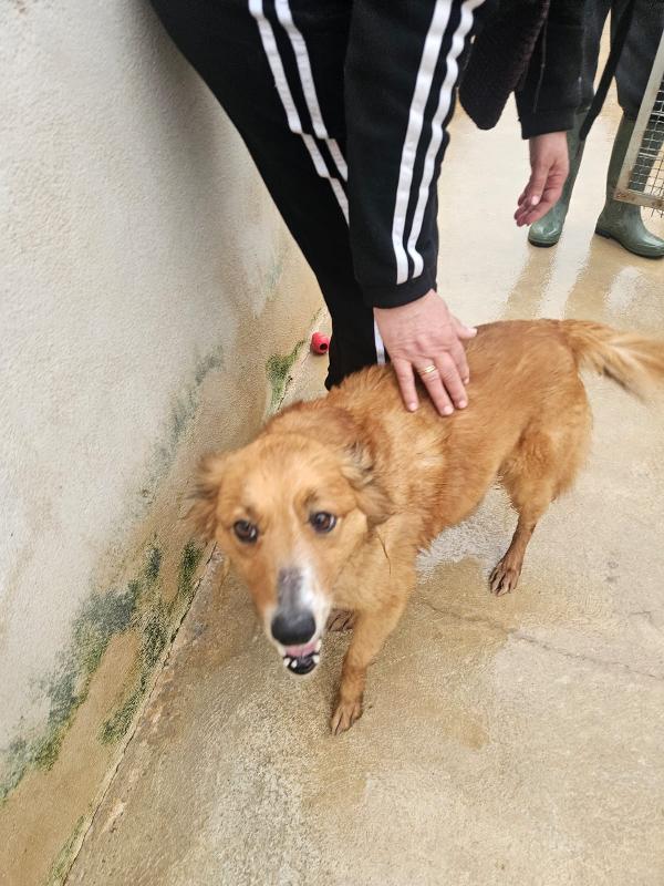 Stefi: 2 anni taglia contenuta Foto 2