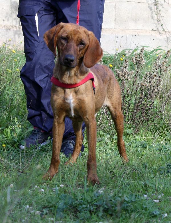 Giordan in adozione Foto 2