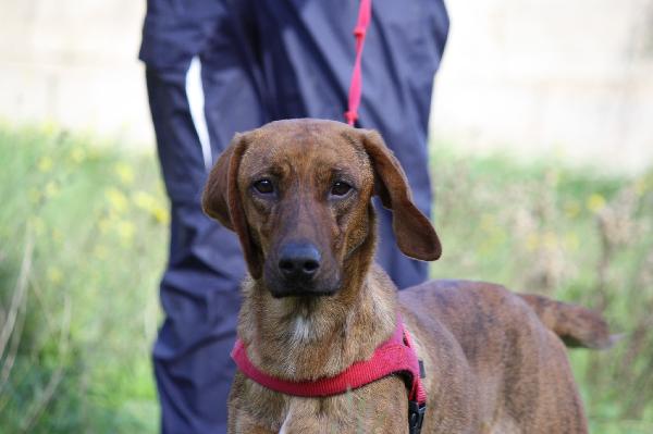 Giordan in adozione Foto 4