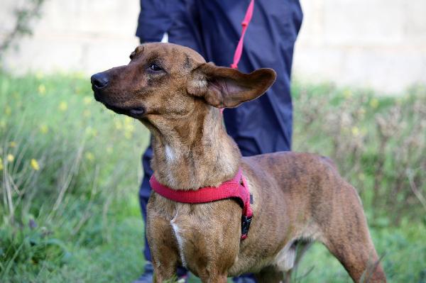 Giordan in adozione Foto 5