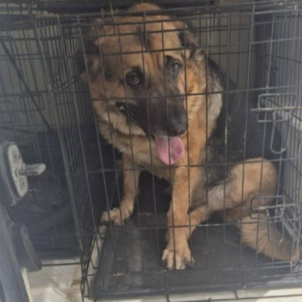 Pastore Tedesco 3anni MOLLATO IN CASA DISABITATA.PALERMO Foto 3