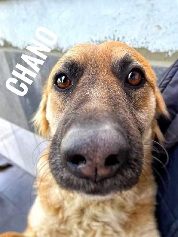 Chano🦮 Foto 4