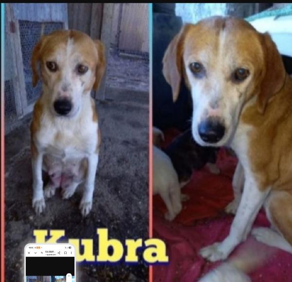 Kubra 6Anni Nessuno L Ha Mai Scelta.abruzzo