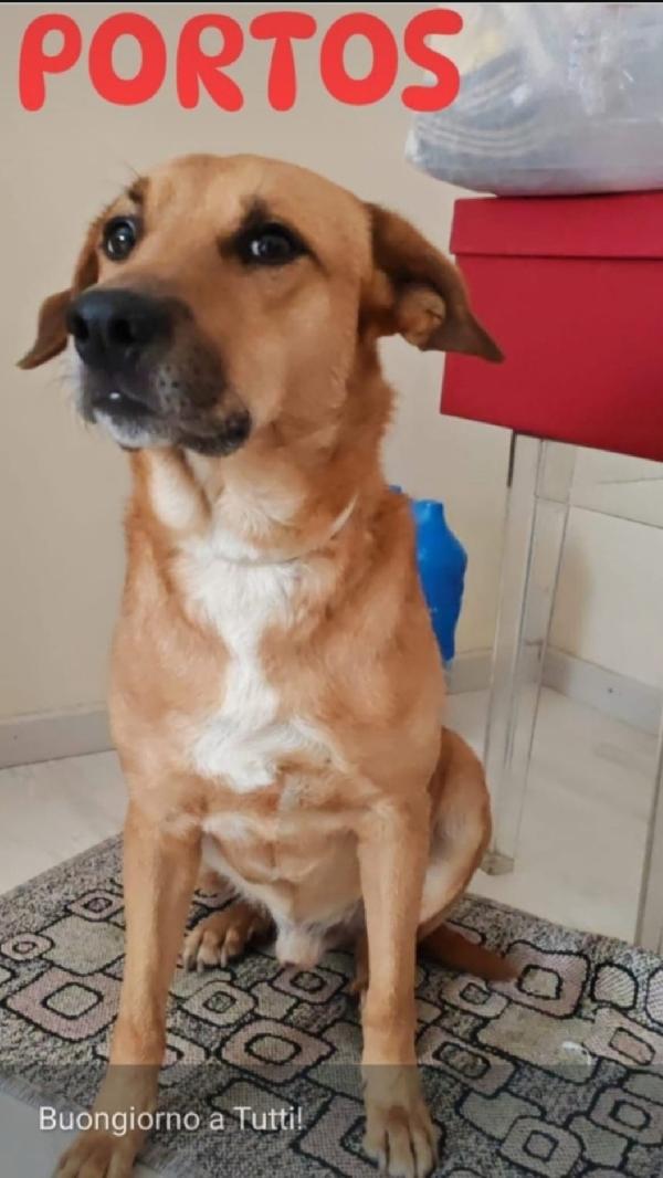 Portos 4Anni Buono Ed Equilibrato,Padrona Malata.milano