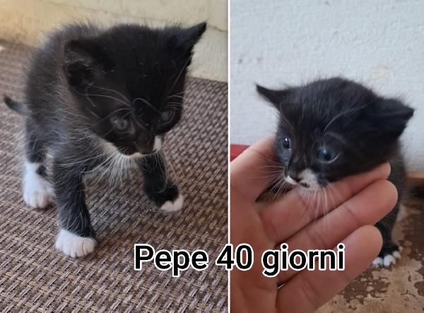 STUPENDI MICINI ABBANDONATI  Foto 2