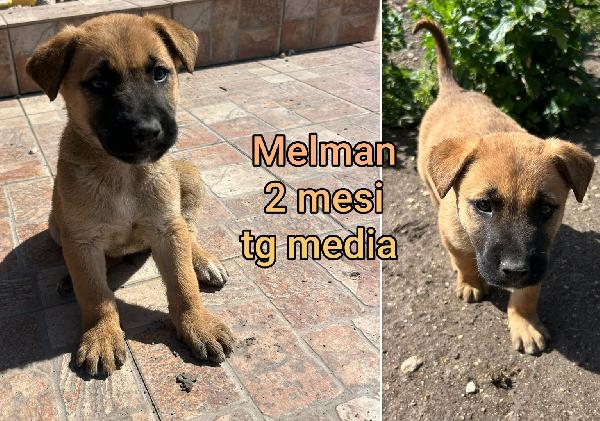 Cuccioli Bisognosi: 2/3 Mesi