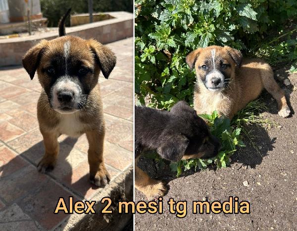 CUCCIOLI BISOGNOSI: 2/3 MESI Foto 3