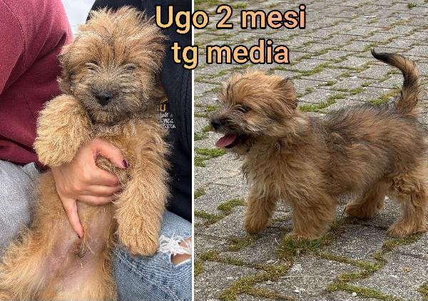 CUCCIOLI BISOGNOSI: 2/3 MESI Foto 6