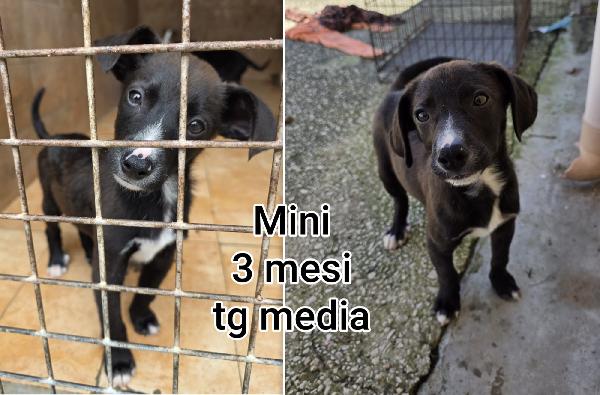 CUCCIOLI BISOGNOSI: 2/3 MESI Foto 10