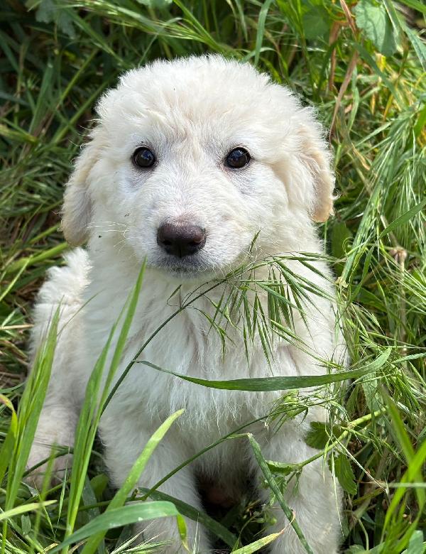 Athena, 3 Mesi, Tg Grande