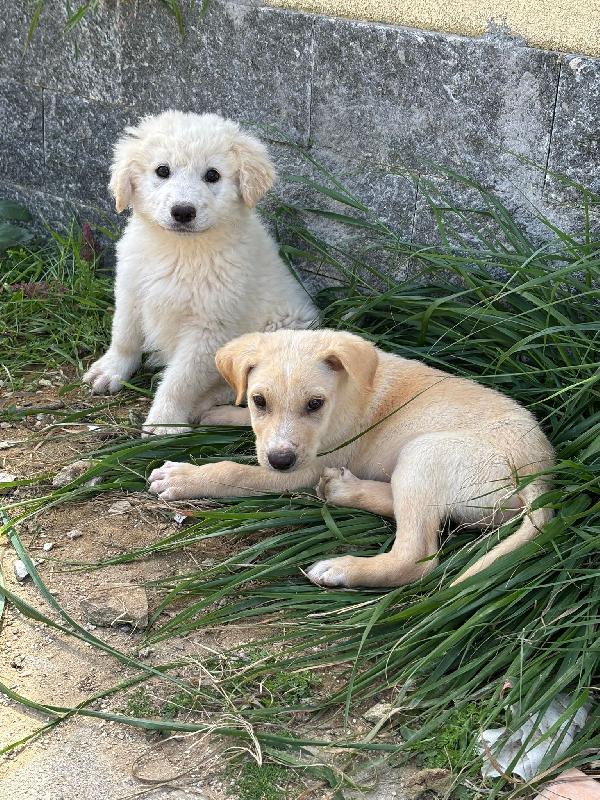 Athena, 3 mesi, tg grande Foto 3