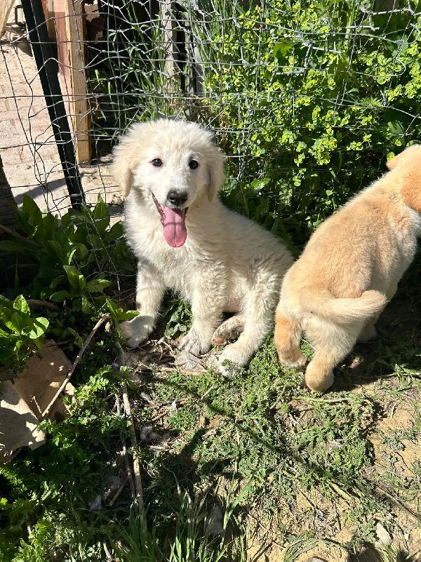 Athena, 3 mesi, tg grande Foto 5