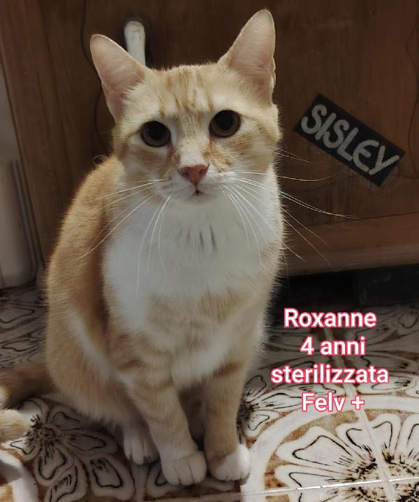 MICINI CERCANO FAMIGLIA Foto 11