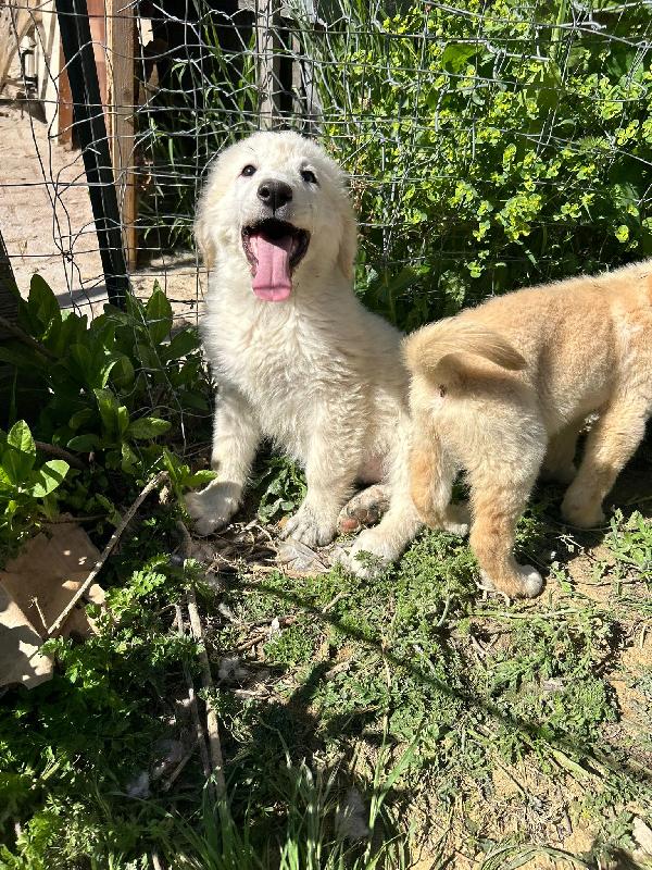 3 mesi: simil maremmana Foto 2