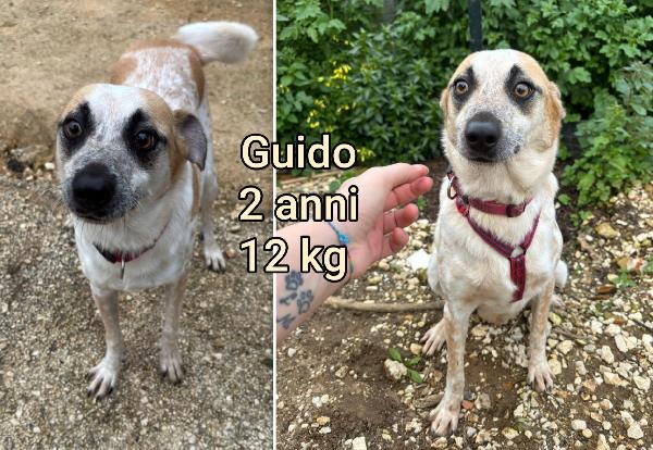 Cagnolini Taglia Piccola/Contenuta 