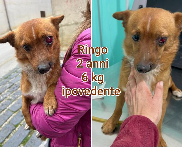 Cagnolini taglia piccola/contenuta  Foto 2