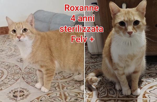 Tenerissimi micini in adozione  Foto 7