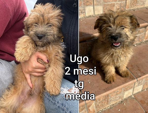 Troppi Cuccioli Senza Famiglia 