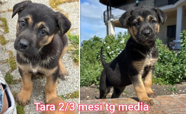 Troppi cuccioli senza famiglia  Foto 5