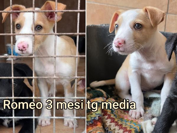 Troppi cuccioli senza famiglia  Foto 9