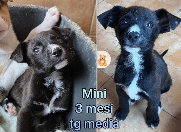 Troppi cuccioli senza famiglia  Foto 10