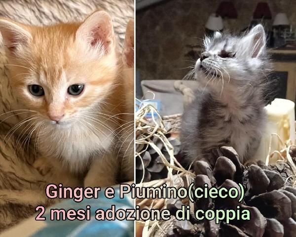ADOTTA UN GATTINO Foto 2