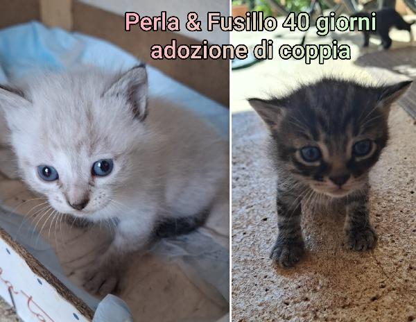 ADOTTA UN GATTINO Foto 3