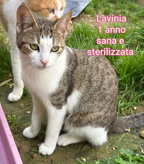 ADOTTA UN GATTINO Foto 9