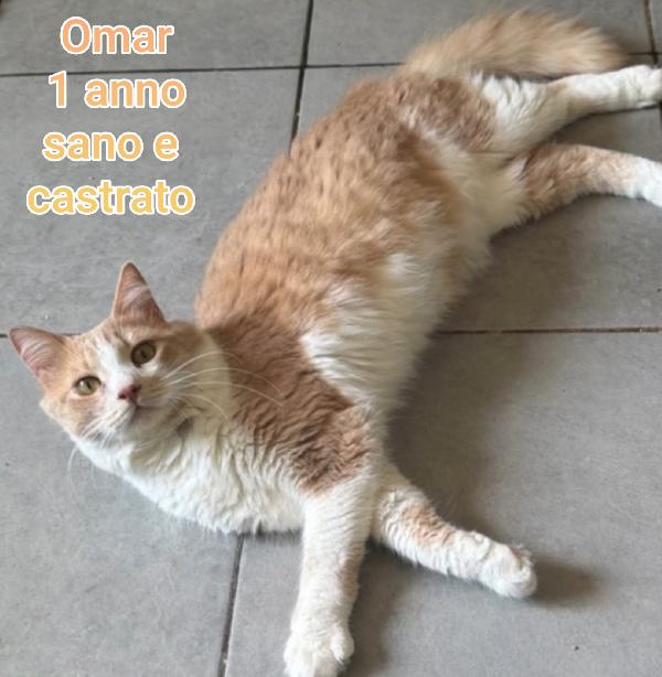 ADOTTA UN GATTINO Foto 10