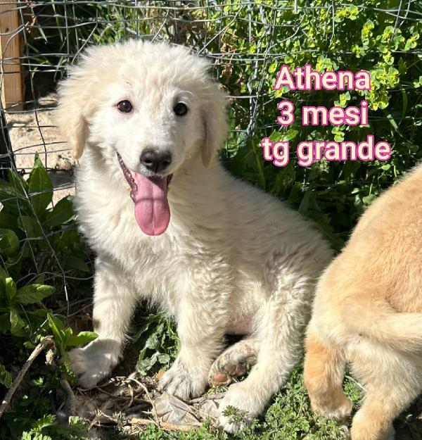 SALVA UN CUCCIOLO  Foto 2