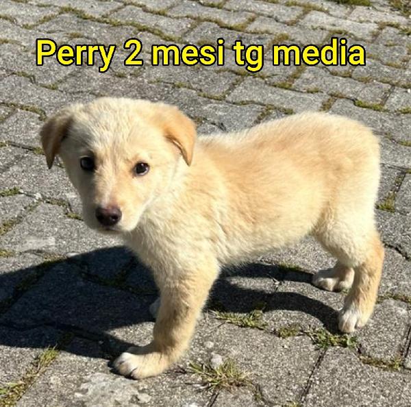 SALVA UN CUCCIOLO  Foto 3