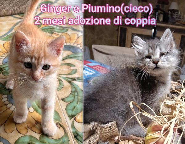 MICINI SENZA FUTURO Foto 4