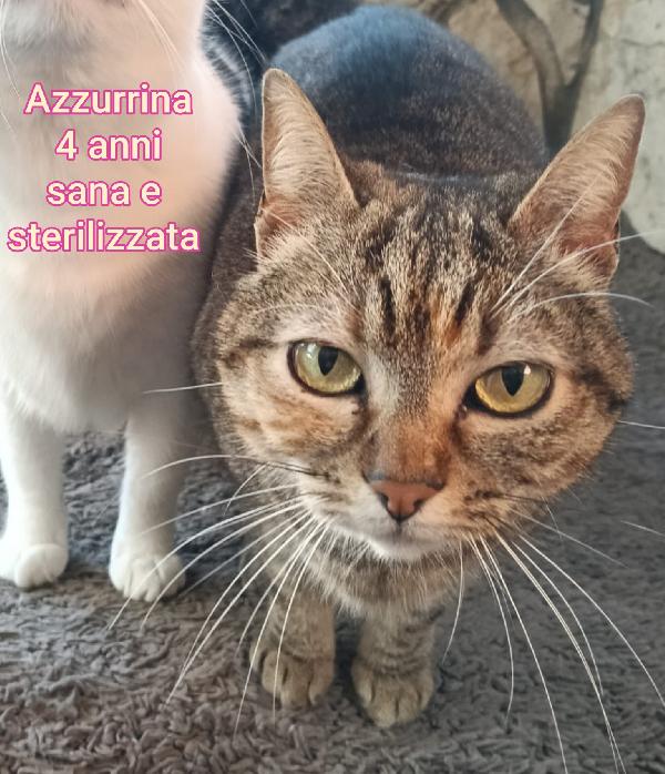 MICINI SENZA FUTURO Foto 5