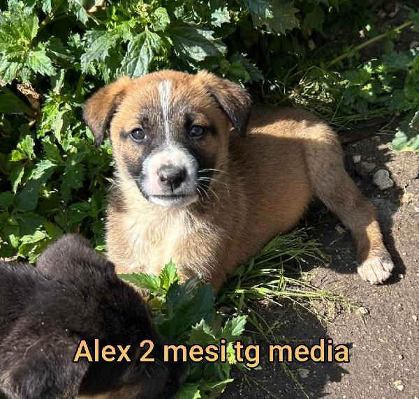 ADORABILI CUCCIOLI: 2 MESI Foto 2