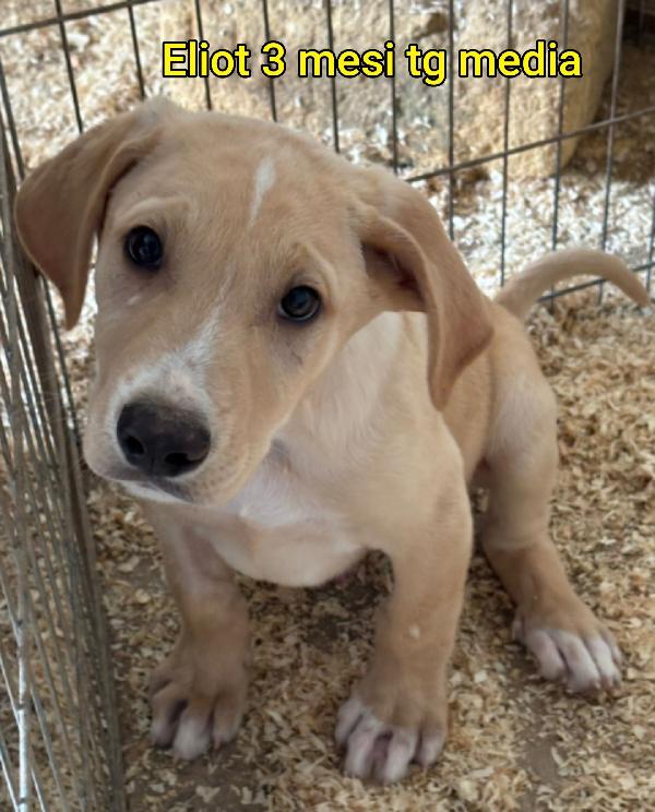 ADORABILI CUCCIOLI: 2 MESI Foto 3